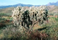 Cylindropuntia fulgida