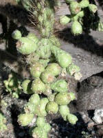 Cylindropuntia fulgida