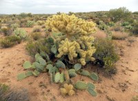 Cylindropuntia fulgida