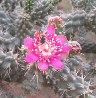 Cylindropuntia fulgida