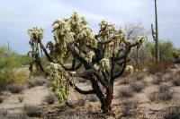 Cylindropuntia fulgida