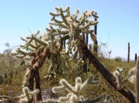 Cylindropuntia fulgida