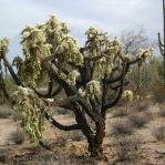 Cylindropuntia fulgilda, Organ Pipe National Monument, AZ