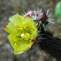 Cylindropuntia ganderi