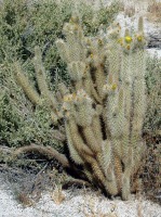 Cylindropuntia ganderi