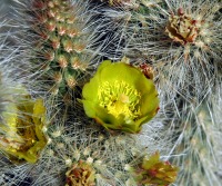 Cylindropuntia ganderi