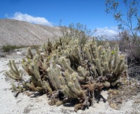 Cylindropuntia ganderi