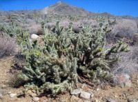 Cylindropuntia ganderi