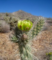 Cylindropuntia ganderi