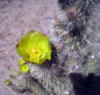 Cylindropuntia ganderi