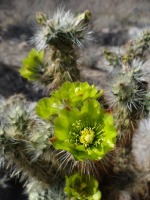 Cylindropuntia ganderi, Belinda Lo