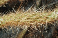 Cylindropuntia ganderi, Gary Monroe