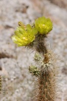 Cylindropuntia ganderi, Squamatologist