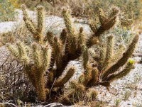 Cylindropuntia ganderi