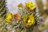 Cylindropuntia ganderi