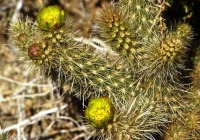 Cylindropuntia ganderi