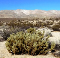 Cylindropuntia ganderi