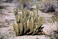 Cylindropuntia ganderi, Preston