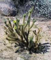 Cylindropuntia ganderi, Schusteff