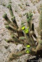 Cylindropuntia ganderi, Schusteff