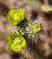 Cylindropuntia ganderi, Schusteff