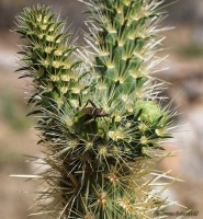 Cylindropuntia ganderi, Schusteff