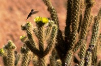 Cylindropuntia ganderi, Sullivan