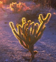 Cylindropuntia ganderi, Sullivan