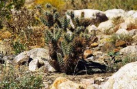 Cylindropuntia ganderi, Sullivan