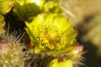 Cylindropuntia ganderi, Sullivan