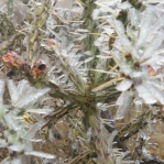 Cylindropuntia imbricata with ice, Amante Darmanin