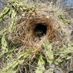 Cylindropuntia imbricata with bird nest, Amante Darmanin