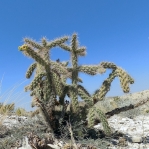 Cylindropuntia imbricata argentea, Big Bend National Park, Michelle Cloud-Hughes