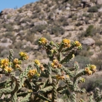 Cylindropuntia imbricata, Embudo Canyon, NM, Paul Asman