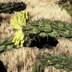 Cylindropuntia imbricata, with immature fruits, near Carrizozo, NM