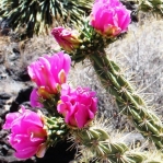 Cylindropuntia imbricata, Valley of Fires, NM
