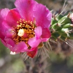 Cylindropuntia imbricata, Garden Plant, Meadview, AZ