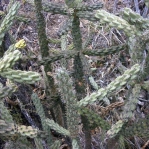 Cylindropuntia imbricata, Parker Co. TX, Ron Breer