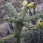 Cylindropuntia imbricata, Parker Co. TX, Ron Breer