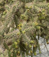 Cylindropuntia kelvinensis