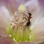 Cylindropuntia kleiniae, flower with ant, Donnie Barnett