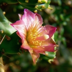 Cylindropuntia kleiniae, Gary Nored