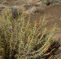 Cylindropuntia leptocaulis