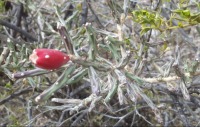 Cylindropuntia leptocaulis