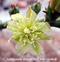 Cylindropuntia leptocaulis