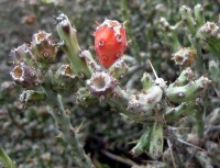 Cylindropuntia leptocaulis