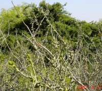 Cylindropuntia leptocaulis, LaGrange, TX