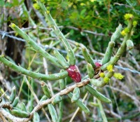 Cylindropuntia leptocaulis, Austin, TX