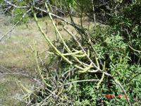 Cylindropuntia leptocaulis, Pace, TX