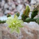 Cylindropuntia leptocaulis, flower and mantid (R), Chris Ginkel